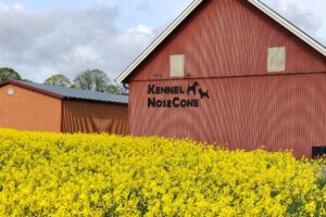 Kennel Nosecone. Uppfödare av Cairnterrier och släthårig fox terrier